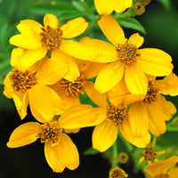 Mexican Marigold (Tagetes lemmonii) - Ladybird Nursery