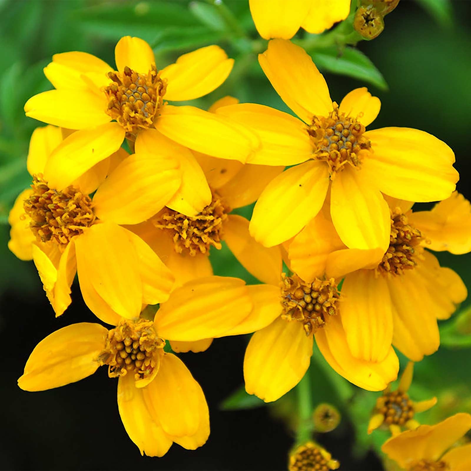Mexican Marigold (Tagetes lemmonii) - Ladybird Nursery