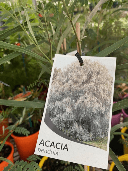 Weeping Myall (Acacia pendula) - Ladybird Nursery