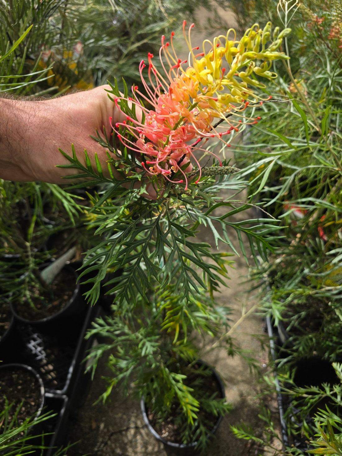 Grevillea Loopy Lou - Ladybird Nursery