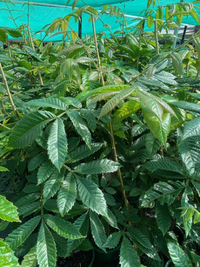Davidson’s Plum - QLD Form (Davidsonia pruriens) - Ladybird Nursery
