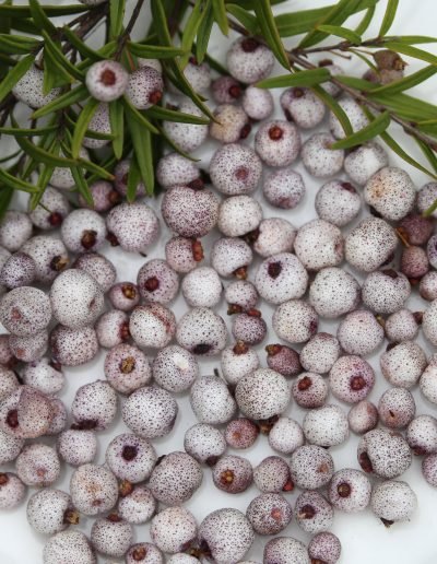 Midyim Berry 'Blush' (Austromyrtus dulcis) - Ladybird Nursery