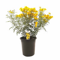 Mexican Marigold (Tagetes lemmonii) - Ladybird Nursery