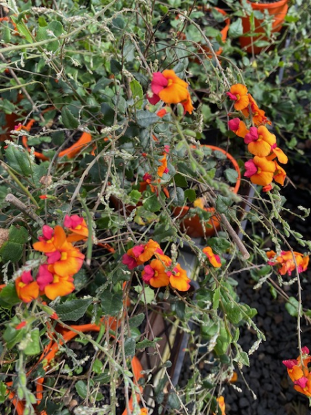 Chorizema 'Fire Sticks'