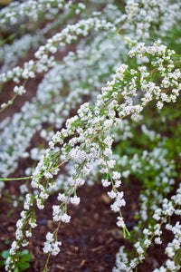 Fringe Myrtle (Micromyrtus ciliata)