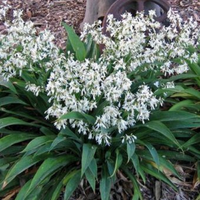 Arthropodium 'Te Puna'