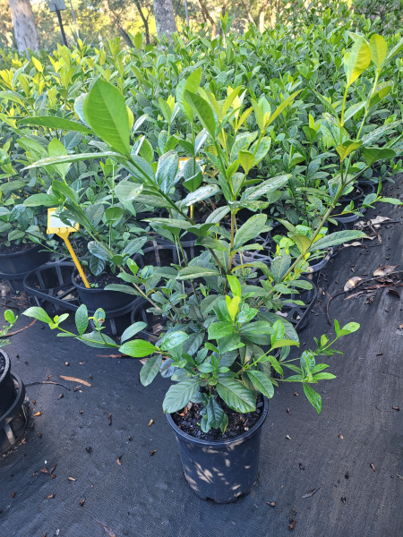 Gardenia Professor Pucci (Gardenia augusta) - Ladybird Nursery