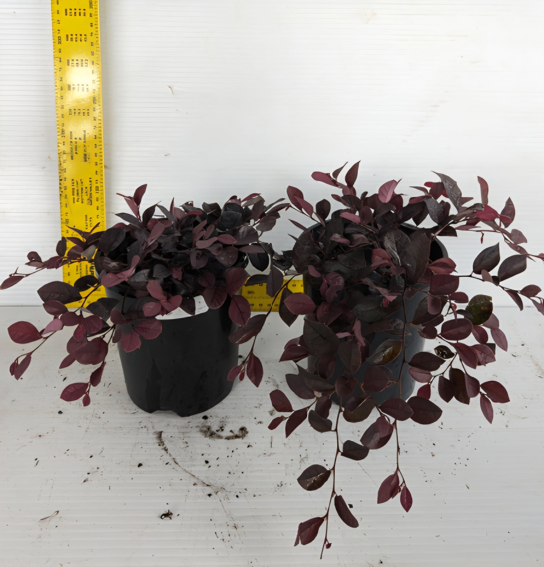 Loropetalum Purple Pixie™ (Loropetalum chinense) - Ladybird Nursery
