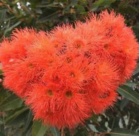 Dwarf Eucalyptus ‘Orange’ (Corymbia ficifolia) - Ladybird Nursery