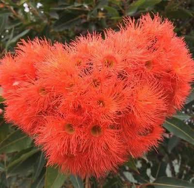 Dwarf Eucalyptus ‘Orange’ (Corymbia ficifolia) - Ladybird Nursery