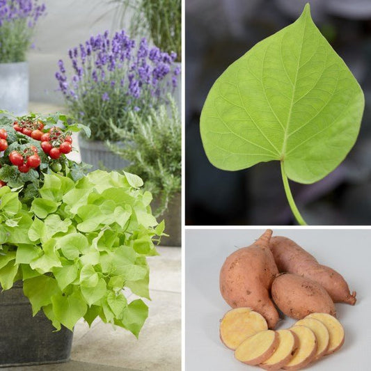 Sweet Potato ‘Treasure Island Makatea’ (Ipomoea) - Ladybird Nursery