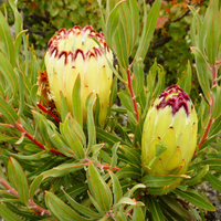 Protea Limelight (Protea)