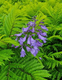 Dwarf Jacaranda Tree "Bonsai Blue" (PICK UP ONLY) - Ladybird Nursery