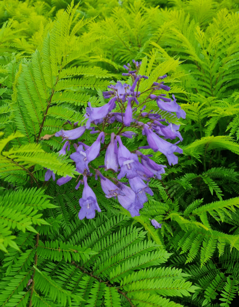 Dwarf Jacaranda Tree "Bonsai Blue" (PICK UP ONLY) - Ladybird Nursery