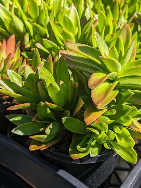 Crassula Campfire