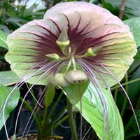 White Moon Bat Plant - Large