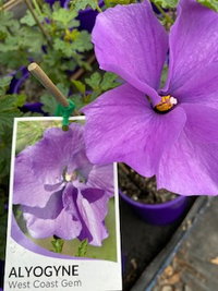 Blue Hibiscus West Coast Gem (Alyogyne huegelii) - Ladybird Nursery