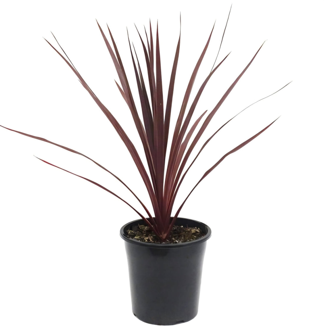 Cordyline 'Pocahontas' (Cordyline australis) - Ladybird Nursery