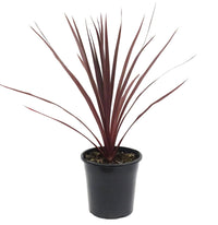 Cordyline 'Pocahontas' (Cordyline australis) - Ladybird Nursery