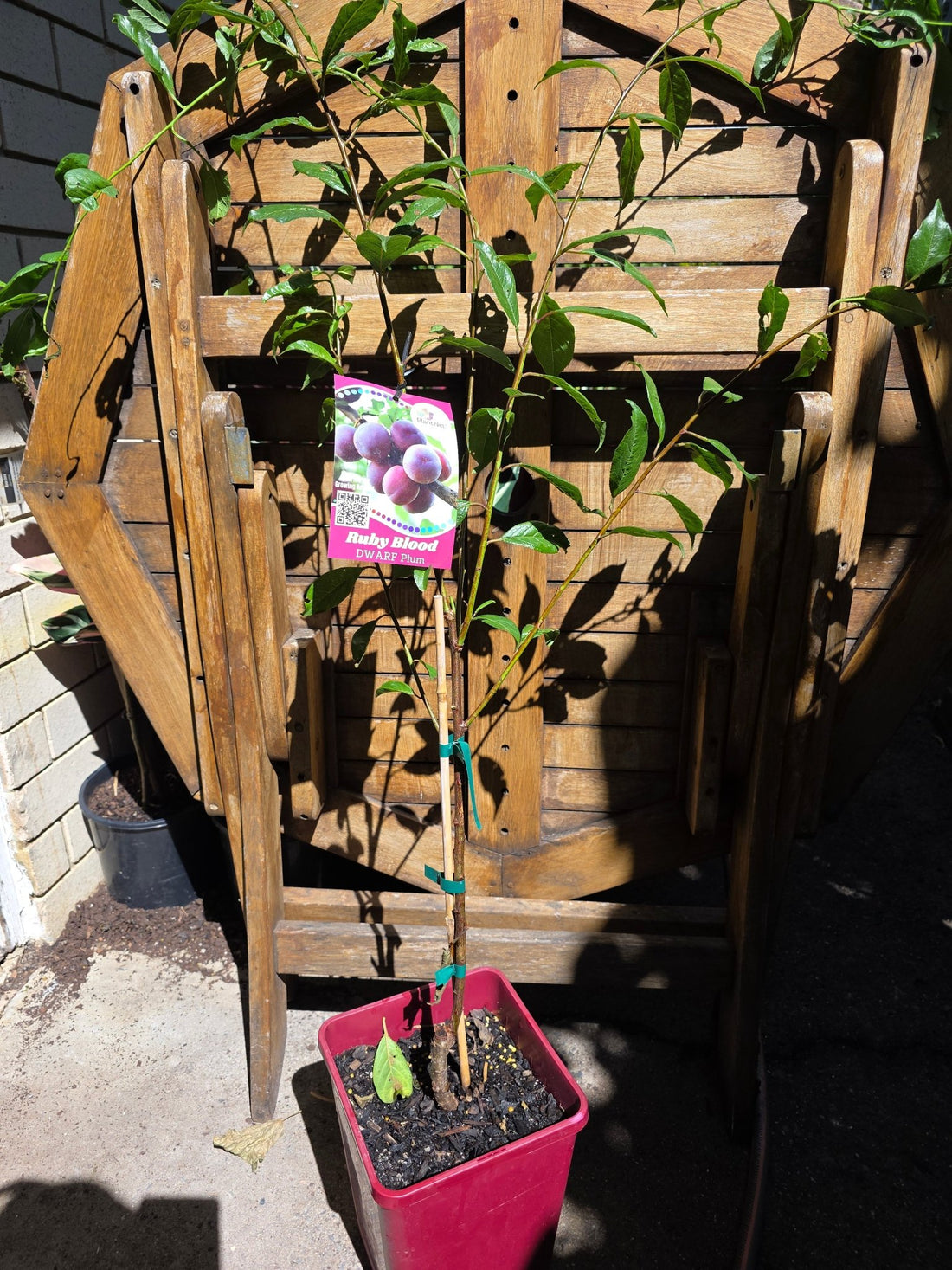 Dwarf Plum 'Ruby Blood' - Ladybird Nursery