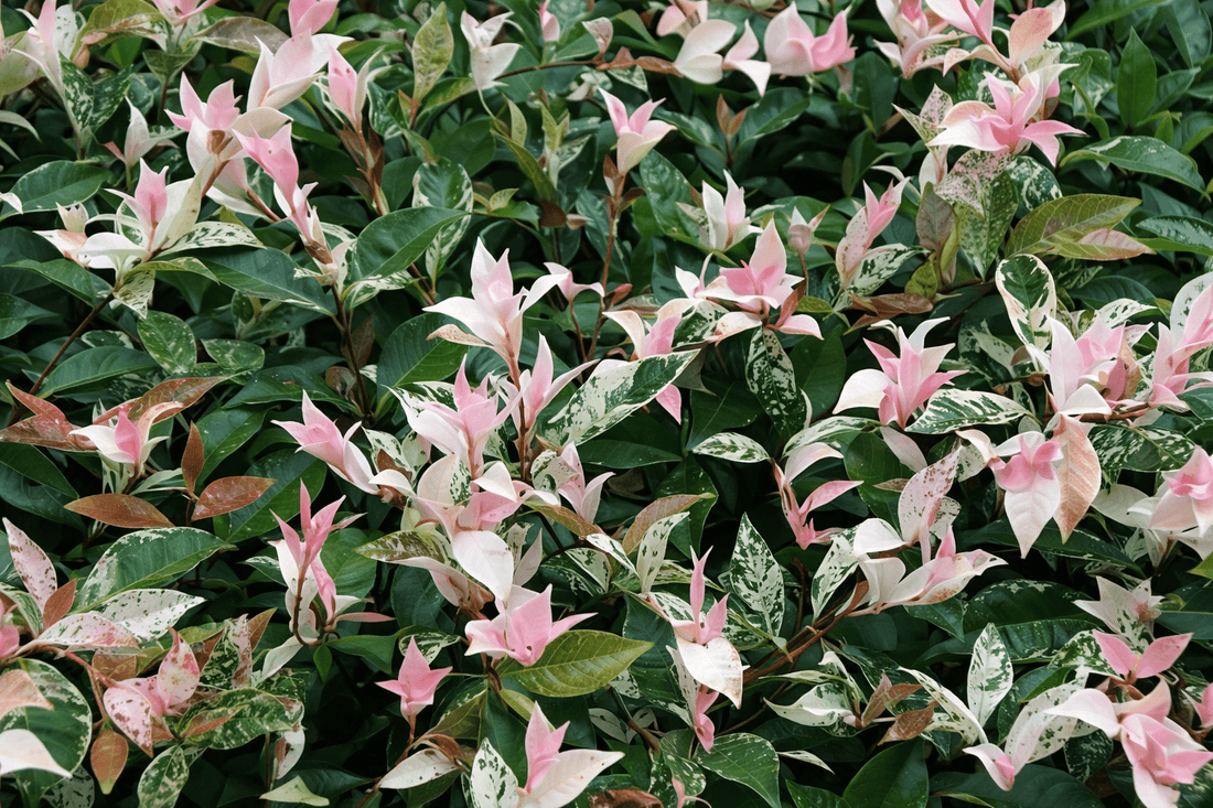 Tricolour Jasmine (Trachelospermum jasminoides) 'Tricolour’ - Ladybird Nursery