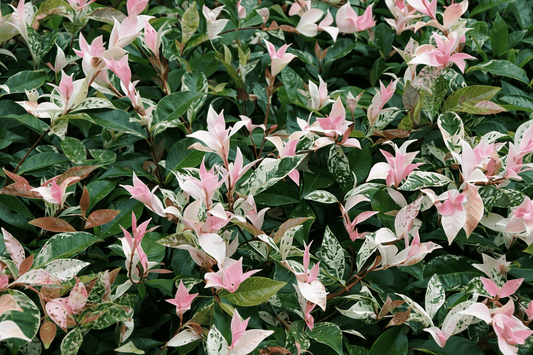 Tricolour Jasmine (Trachelospermum jasminoides) 'Tricolour’ - Ladybird Nursery