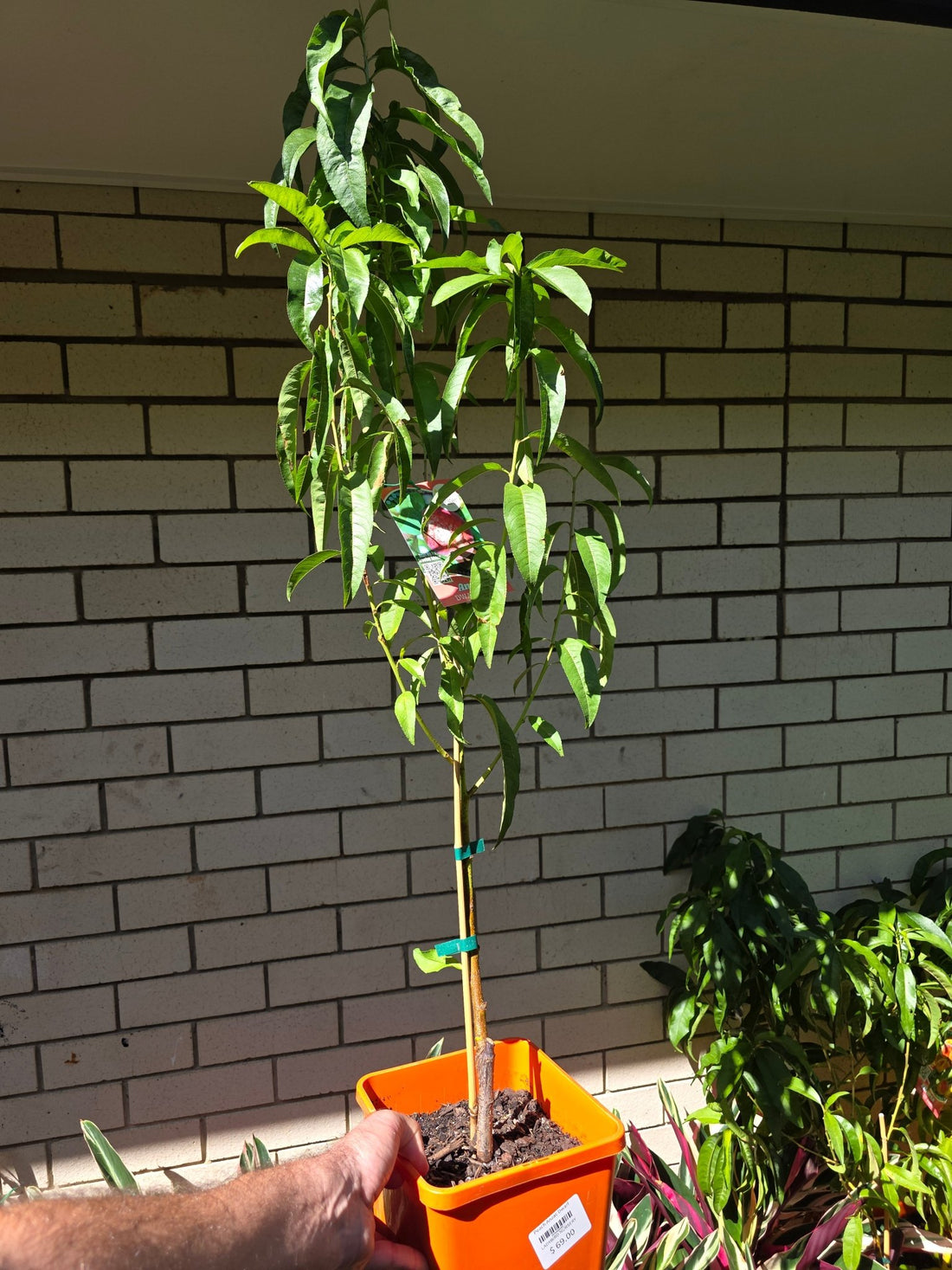 Dwarf Columnar Peach ‘Crimson Rocket’ - Ladybird Nursery