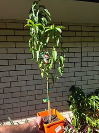 Dwarf Columnar Peach ‘Crimson Rocket’ - Ladybird Nursery