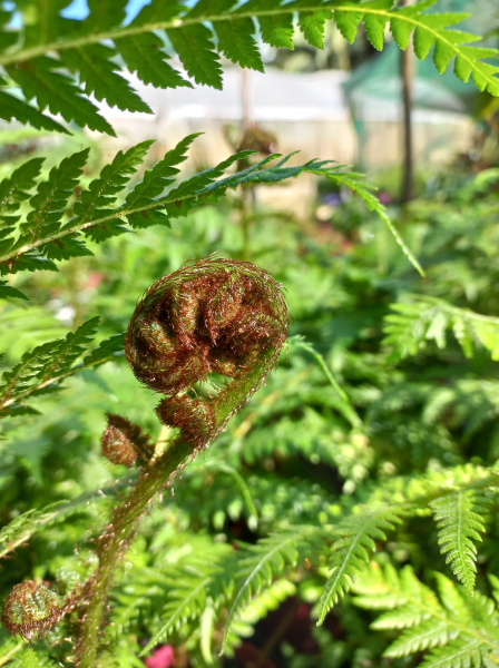 Tree Fern (Cyathea cooperi) - Ladybird Nursery