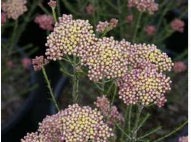 Ozothamnus 'Colour Surprise' - Ladybird Nursery