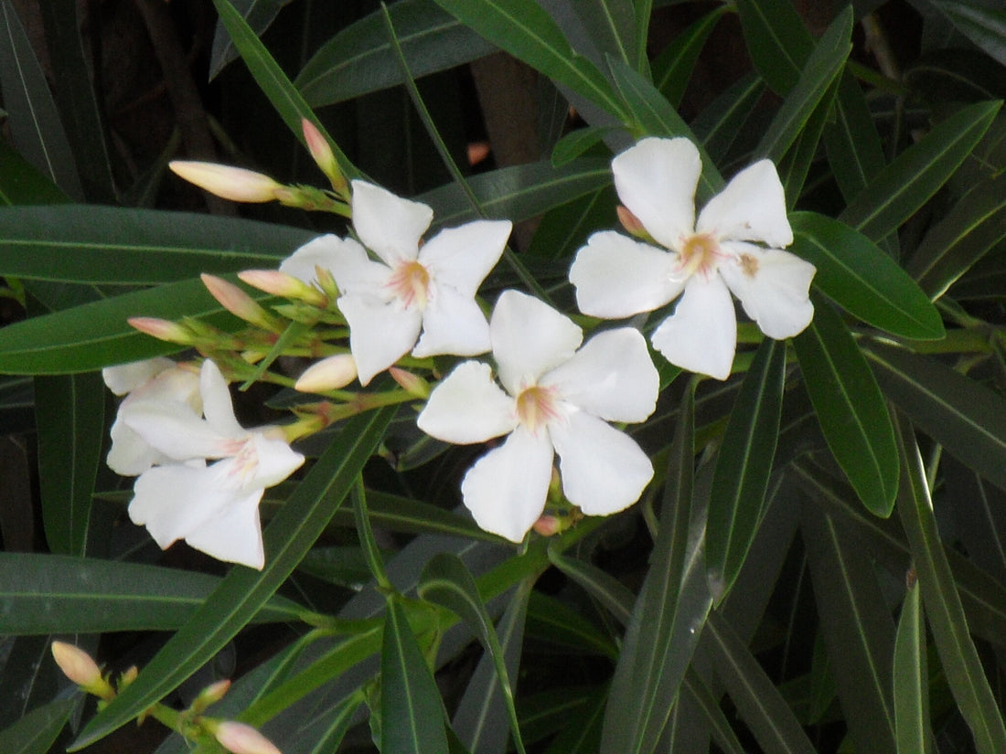 Oleander 'Souven De August Roger' White (Nerium oleander) - Ladybird Nursery