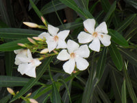 Oleander 'Souven De August Roger' White (Nerium oleander) - Ladybird Nursery