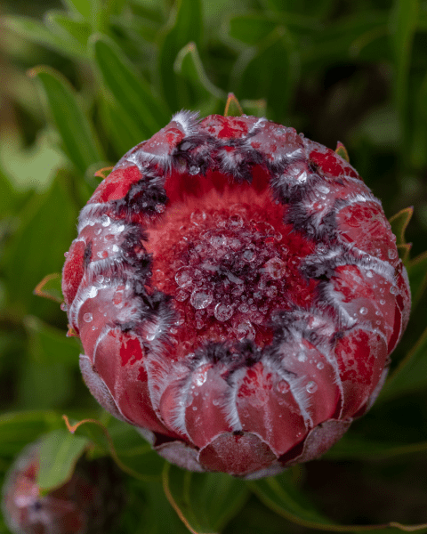 Protea 'Australis Ruby' - Ladybird Nursery