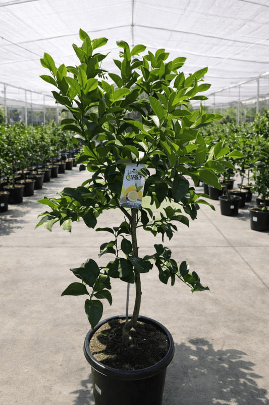 Lemon Lisbon 500mm (Pickup Only) - Ladybird Nursery