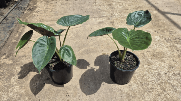 Alocasia wentii (New Guinea Shield) 200mm Pot - Ladybird Nursery