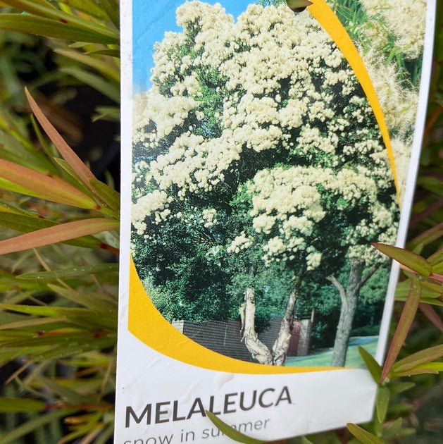Paperbark 'Snow in Summer' (Melaleuca linariifolia) - Ladybird Nursery