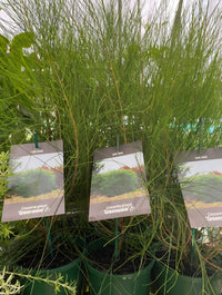 Green Wave Greenwave (Casuarina glauca) - Ladybird Nursery