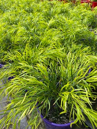 Acacia 'Fettuccini' (Acacia cognata)