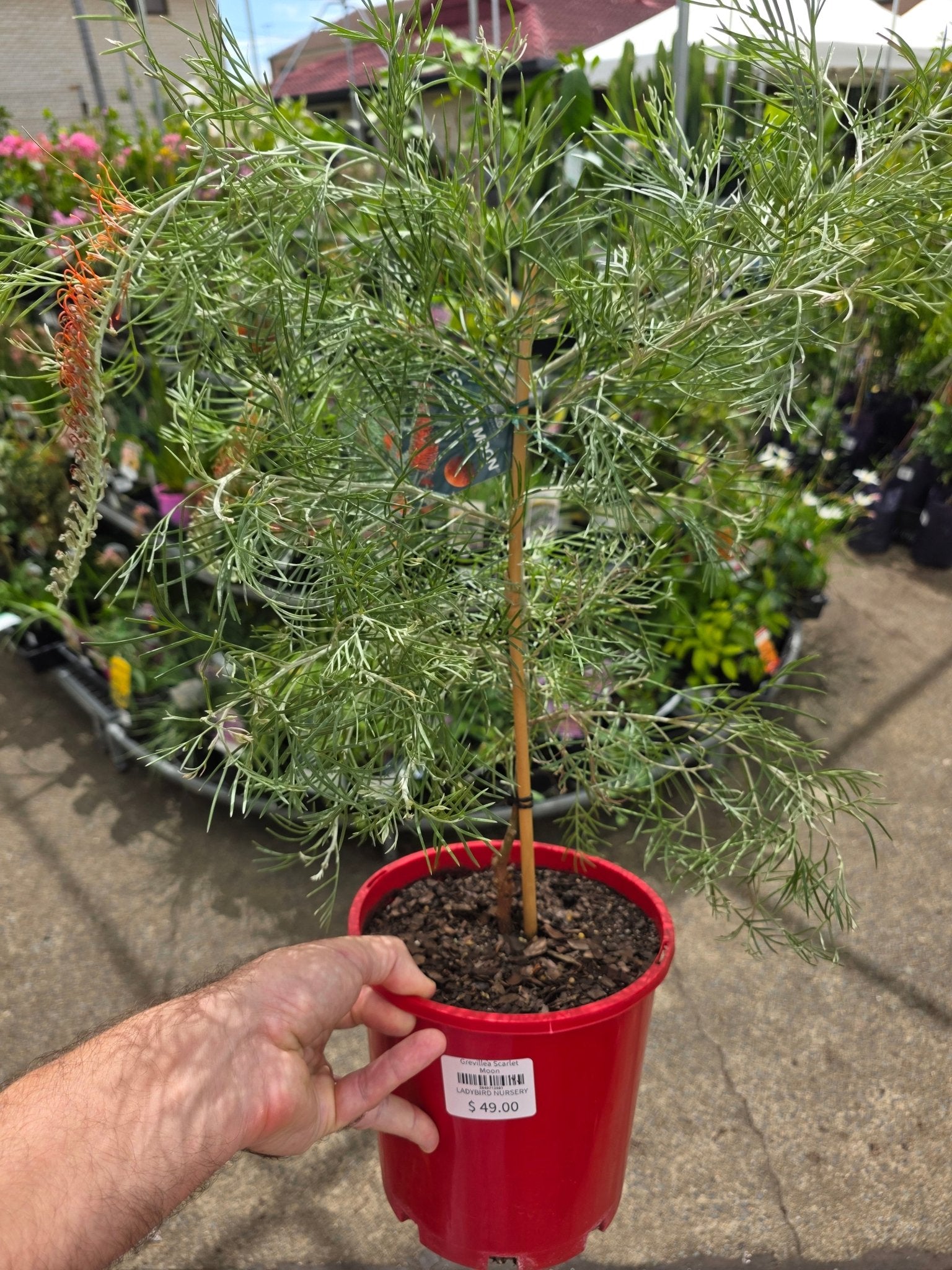 Grevillea Scarlet Moon - Ladybird Nursery