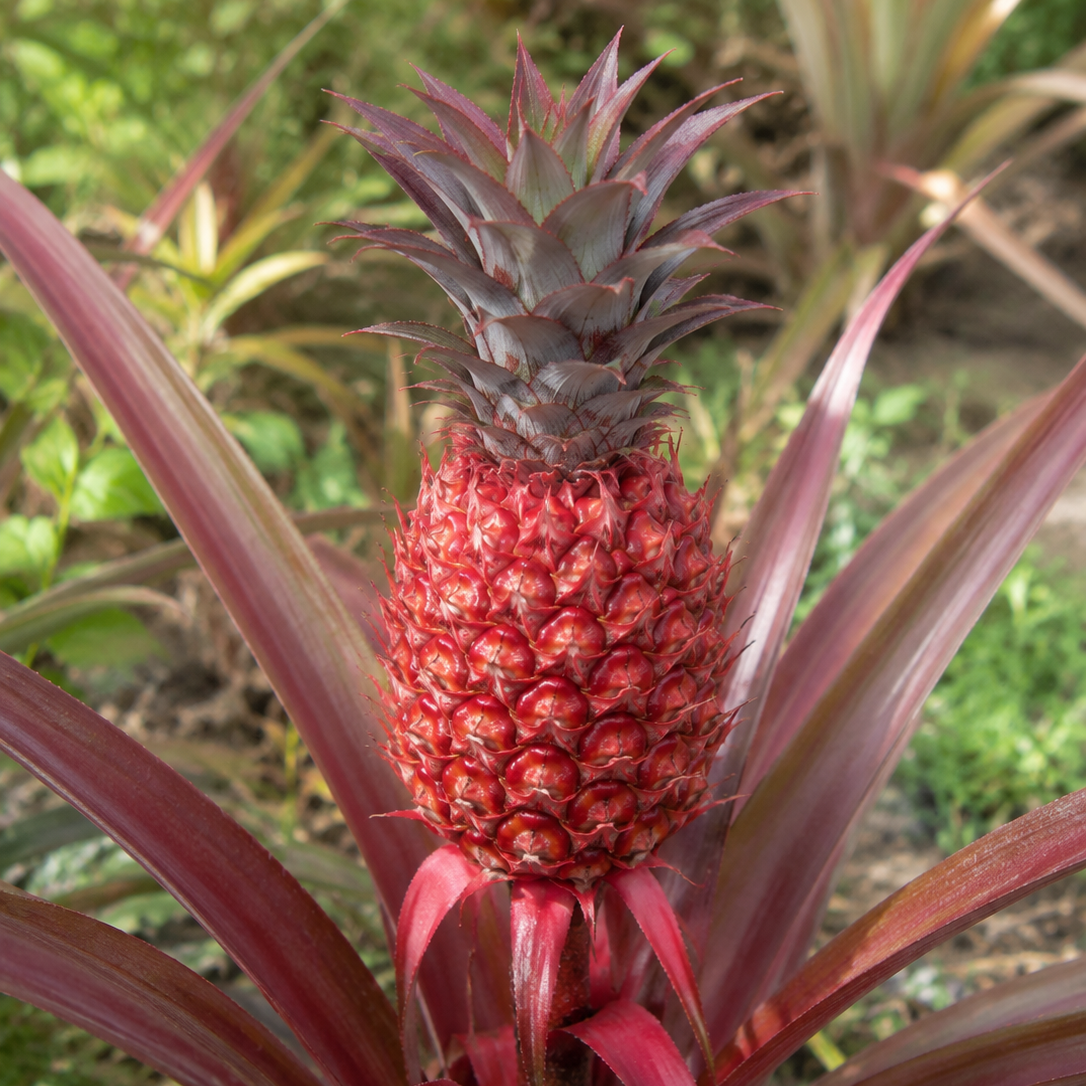 Red Pineapple 'Mila' - Ladybird Nursery
