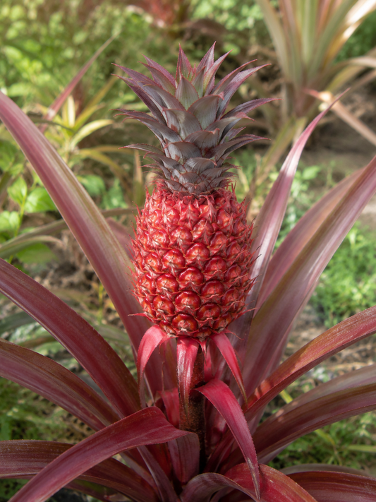 Red Pineapple 'Mila' - Ladybird Nursery