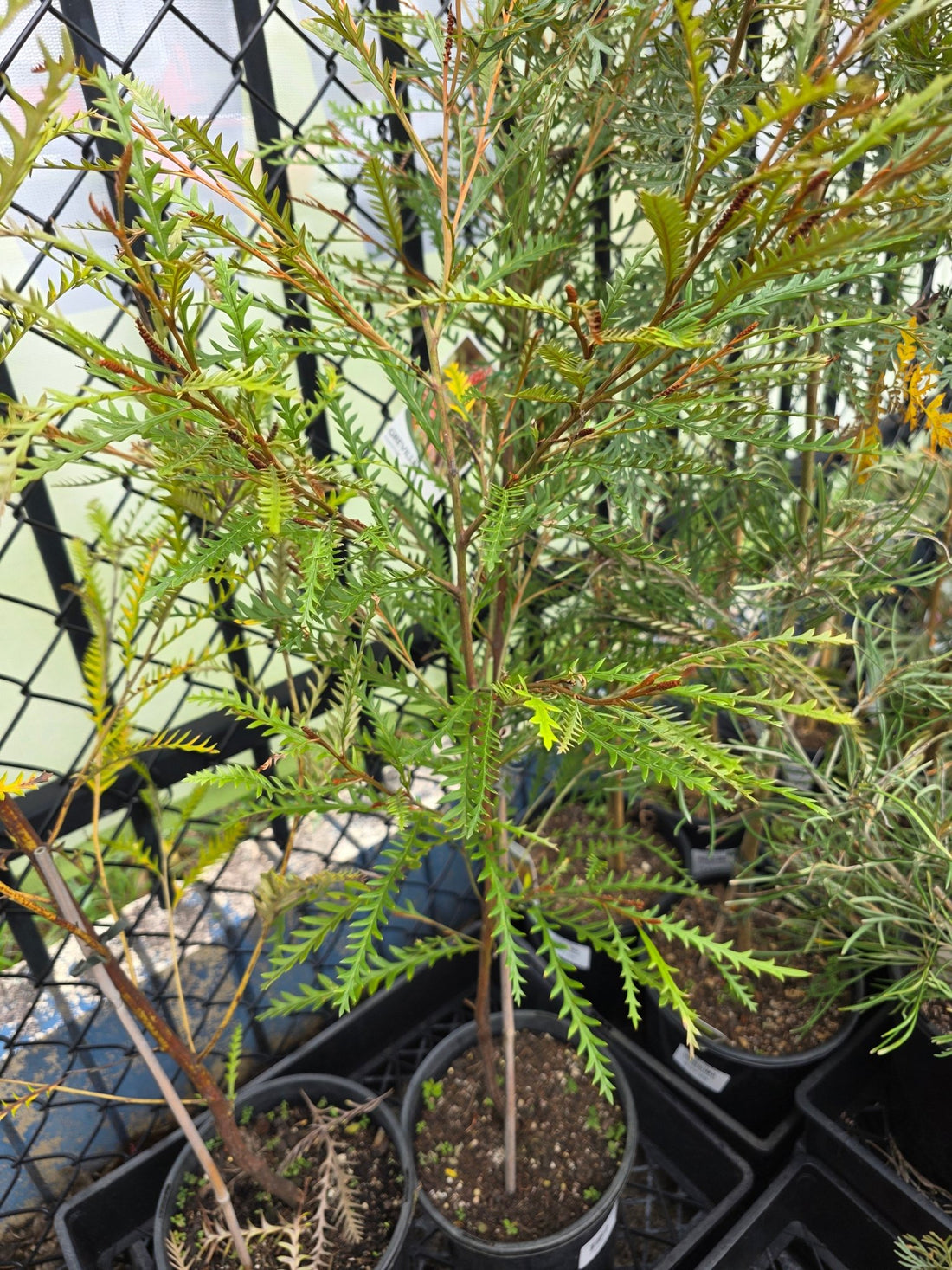Grevillea 'Ivanhoe' - Ladybird Nursery