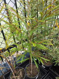 Grevillea 'Ivanhoe' - Ladybird Nursery