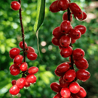 Wild Currant (Antidesma erostre) - Ladybird Nursery