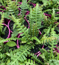 Ruby Rasp Fern (Doodia aspera) - Ladybird Nursery