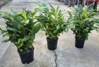 False Cardamom Ginger Cardomom (Alpinia mutica)