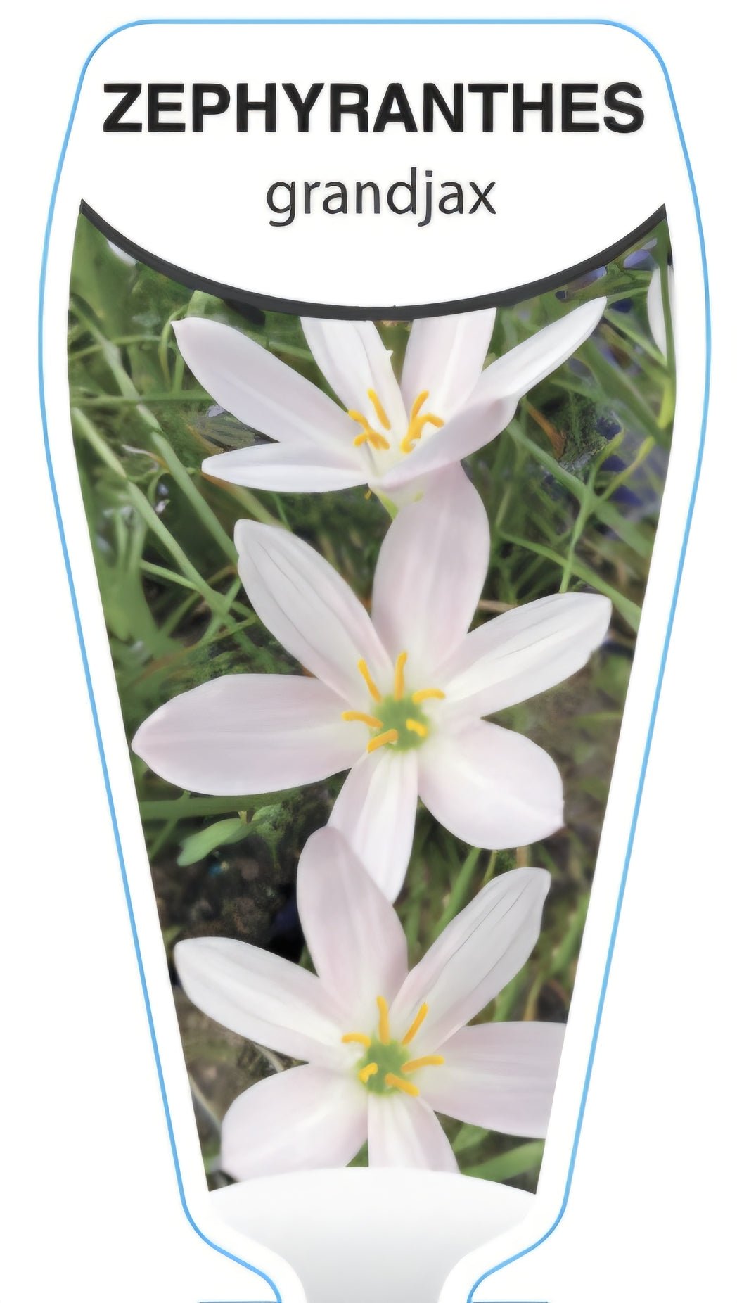Rain Lily Grandjax (Zephyranthes) - Ladybird Nursery