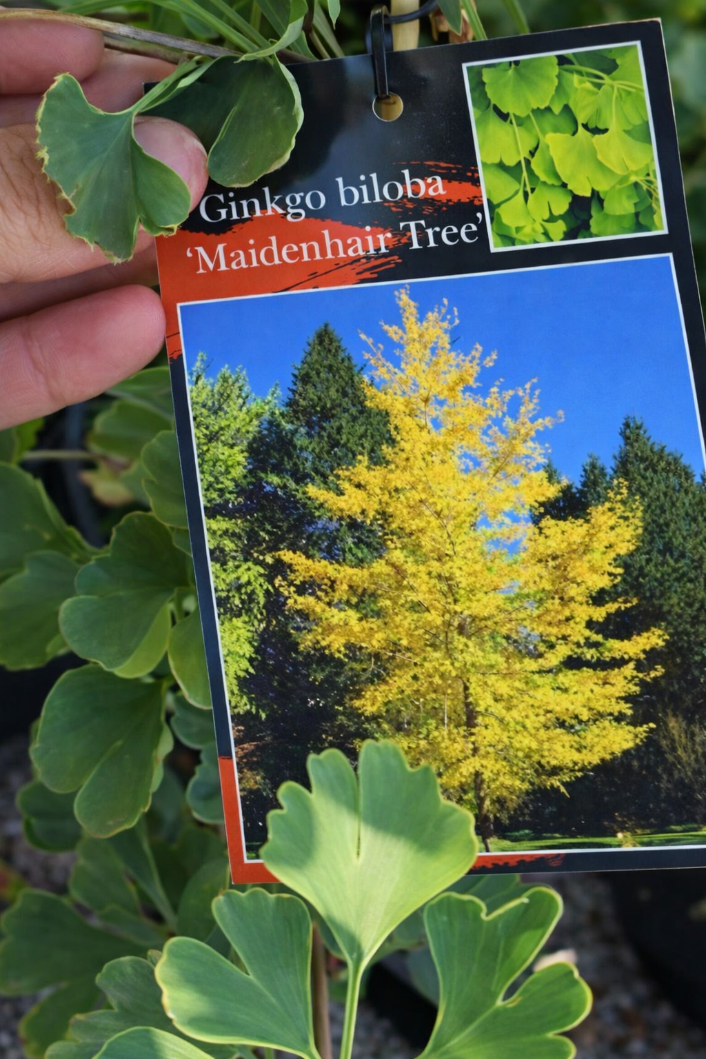 Ginkgo biloba (Maidenhair Tree) - Ladybird Nursery