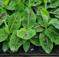 Super Dwarf Banana 'Cavendish' QLD ONLY - Ladybird Nursery