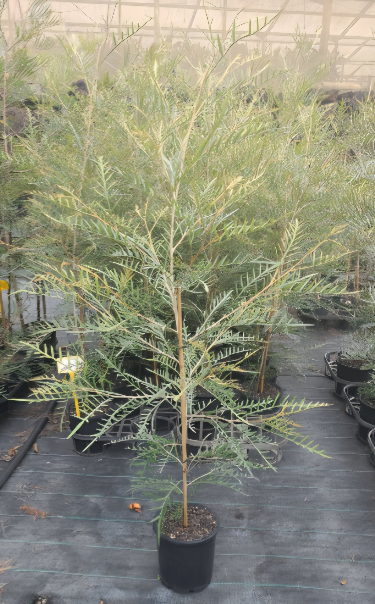 Grevillea Strawberry Blonde - Ladybird Nursery